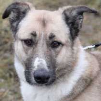 Счастье по имени Алиса! Собака для души в поиске семьи!, в Москве