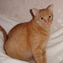 Роскошный котик Рыжик в добрые руки, в Москве