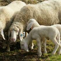 Племенные овцы Белый бергсчаф (Скот из Европы класса Элита), в г.Ереван