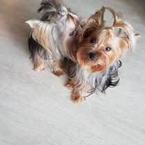 Йоркширский терьер Курган, в Кургане