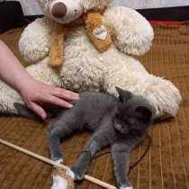 Подарю серого котенка с синими глазами 2мес, в Красноярске