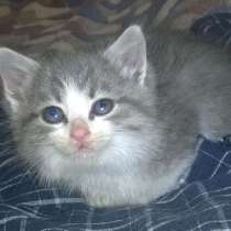 Котята от британской кошки, в Москве