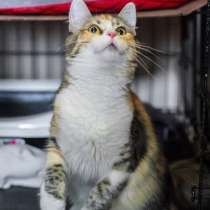 Красавица Епифания в поисках дома и любящего сердца, в Москве