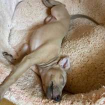 Italian greyhounds boy and girl color Isabella beige, в г.Фресно