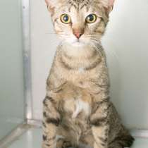 История о том, как кот Сойер потерялся, в Москве