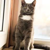 Отдам котенка срочно !, в Ногинске