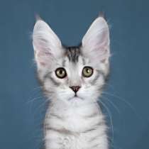 Котята мейн кун, в Москве