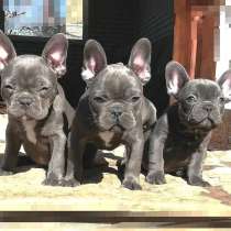 Щенки французского бульдога, в Москве