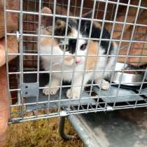 Кошечка Тая, в Санкт-Петербурге