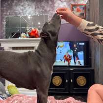 Стаф, девочка,7.5 месяцев. лежанка, ошейник, поводок, поилка, в Ставрополе