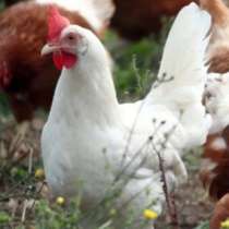 Куры несушки с бесплатной доставкой, в Егорлыкской