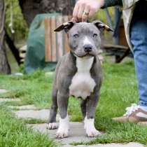 Готовы к переезду прекрасные Девочки Амстаффа, в г.Одесса