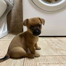 Щенки тойтерьера, в Сальске