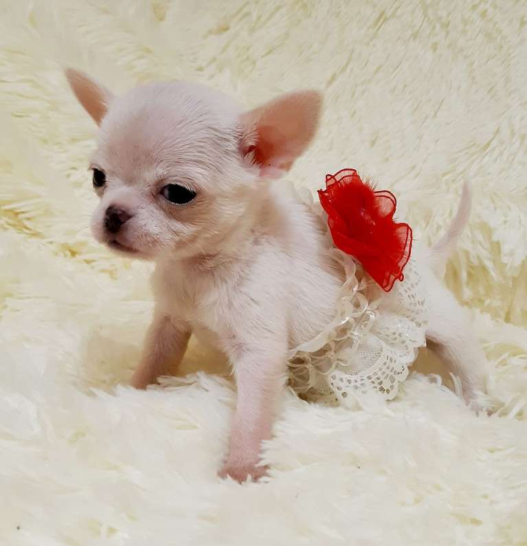 Escort Chihuahua