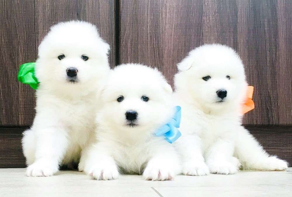 Лайки ми песня. Лайки ми песня. Породы с надписями щенков. Западно сибирская хаски. Хаски короткошерстная сибирская.