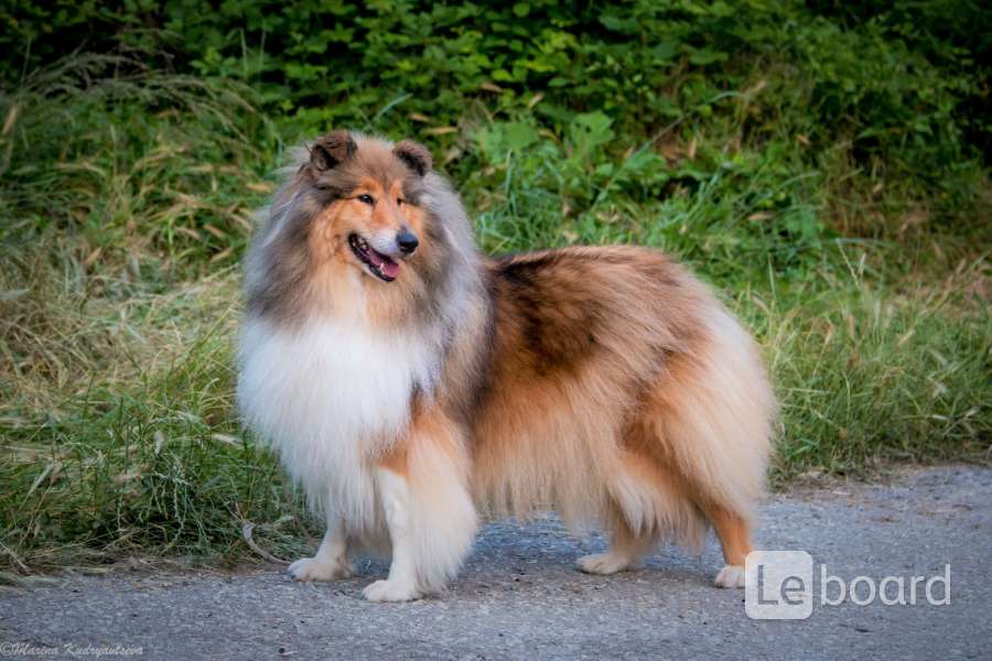 Колли девочка. Метис длинношерстного колли. Колли собака длинношерстные. Колли недорого. Колли недорого.