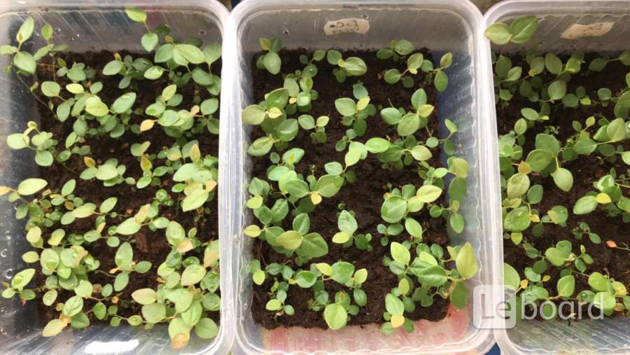 саженцы гомель. яблоня зкс. зелёный сад питомник чапаевка. кедр колоновидный саженец. саженец яблони благовест (крупномер).