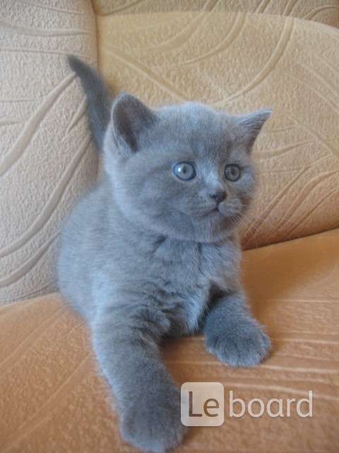 Окрас голубой солид шотландская. Котенок голубого окраса. Британская короткошёрстная кошка. Британские кошки голубого окраса. Британские голубые котята.